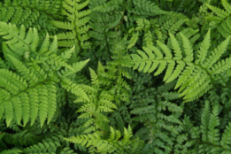 Polystichum setiferum Zachte naaldvaren bestellen